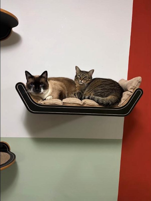 Nokia and Turing, a Siamese cat, lying together in a wall-mounted cat bed