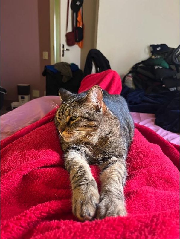 Nokia stretched out on a red fleece blanket