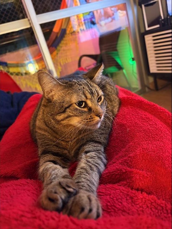Nokia lying on a red blanket with colorful lights behind her