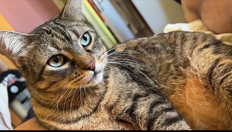 Close-up of Nokia, a tabby cat with green eyes, looking sideways